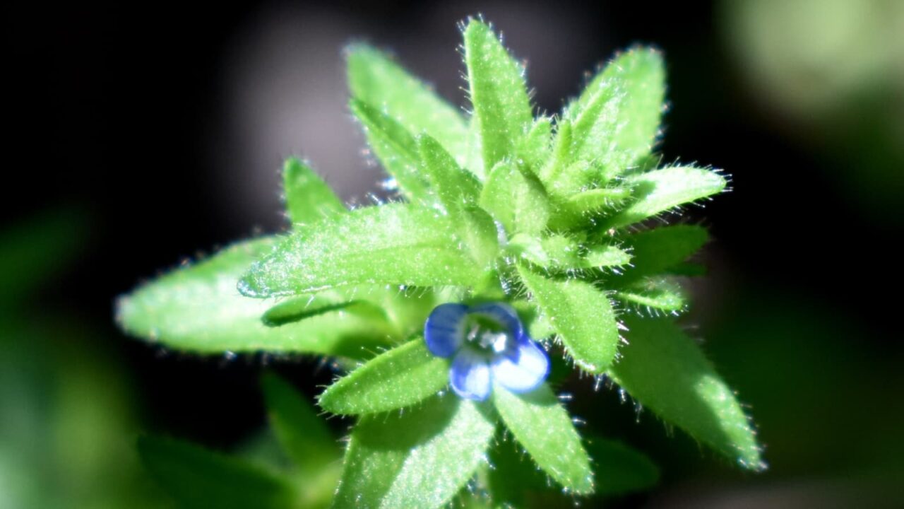 タチイヌノフグリの花（接写）202004-4