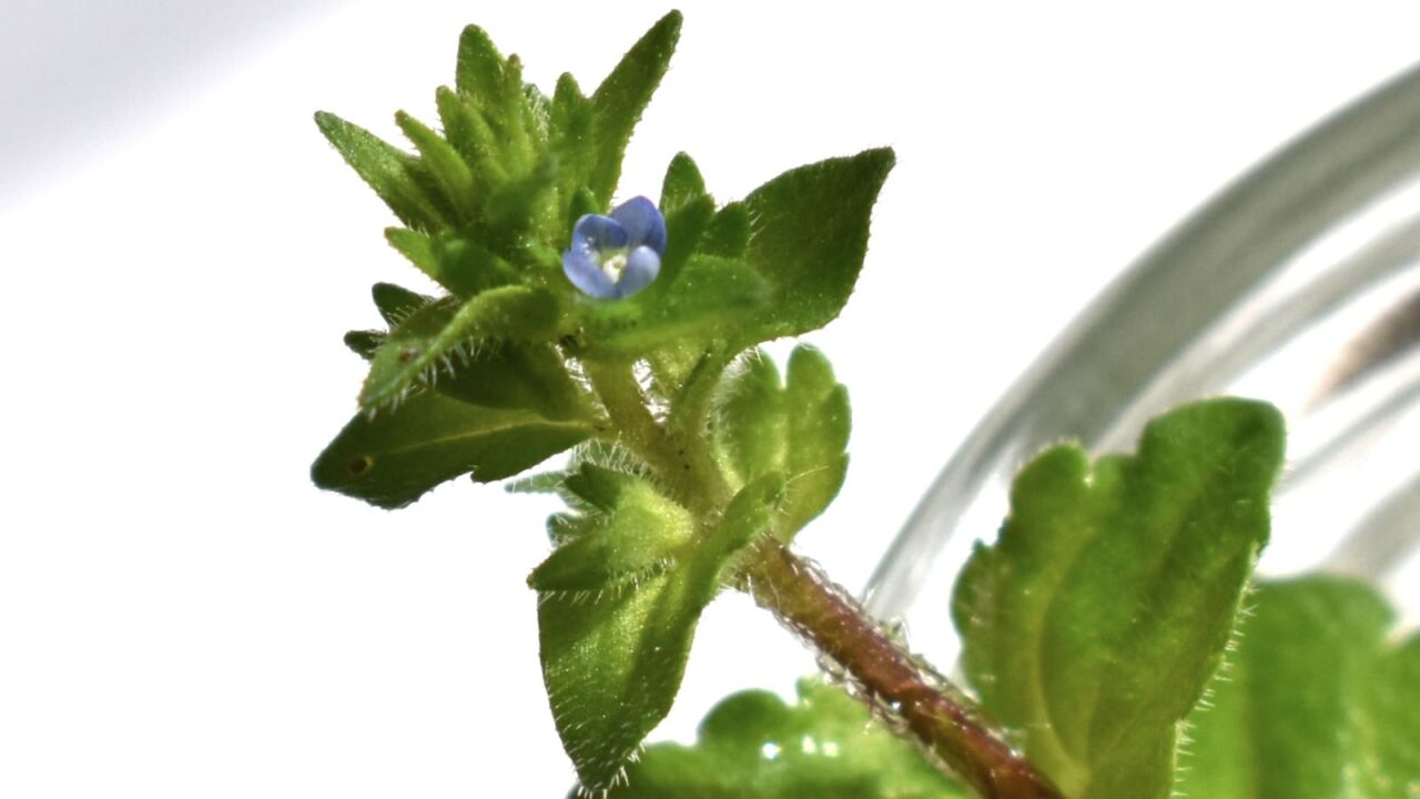 タチイヌノフグリの花（室内接写）202004-3