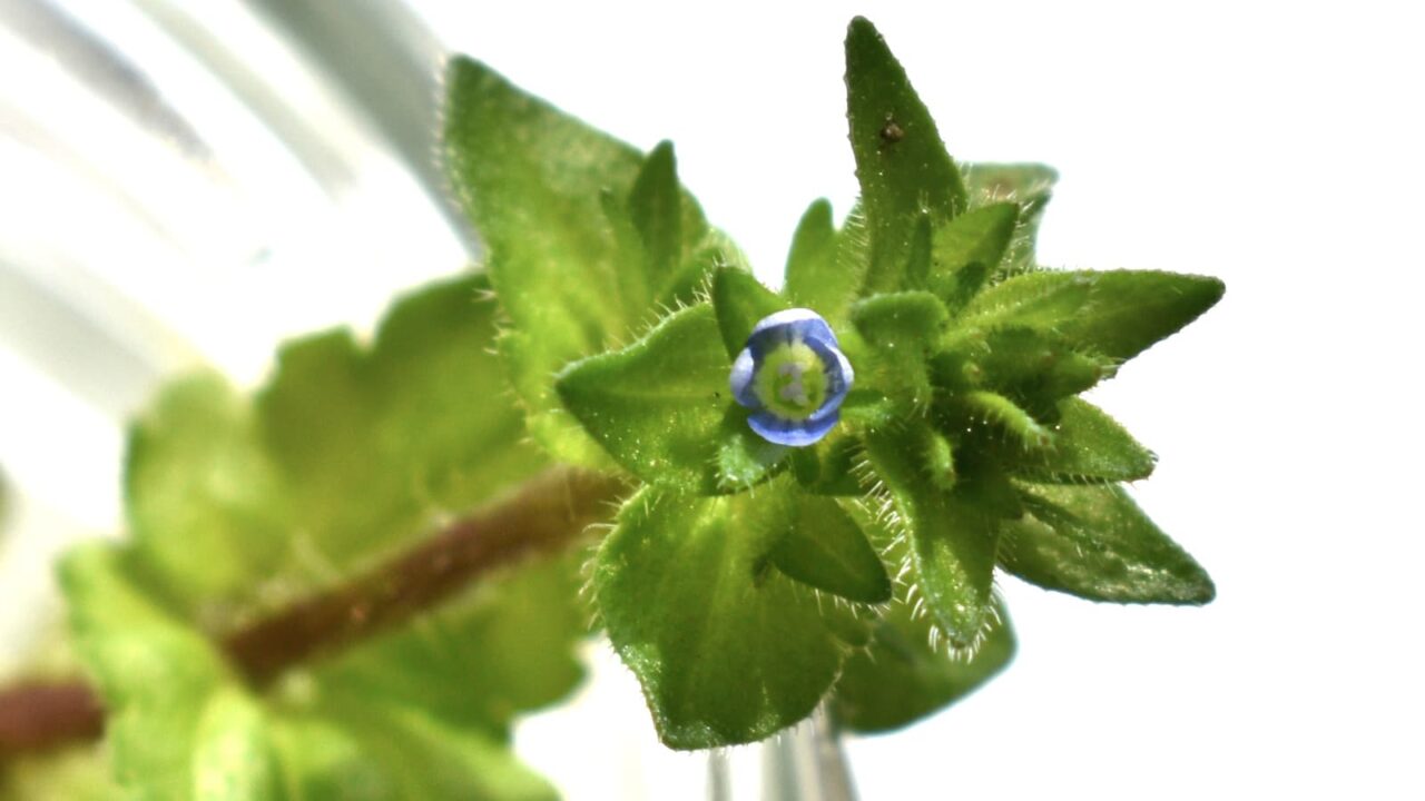 タチイヌノフグリの花（室内接写）202004-4