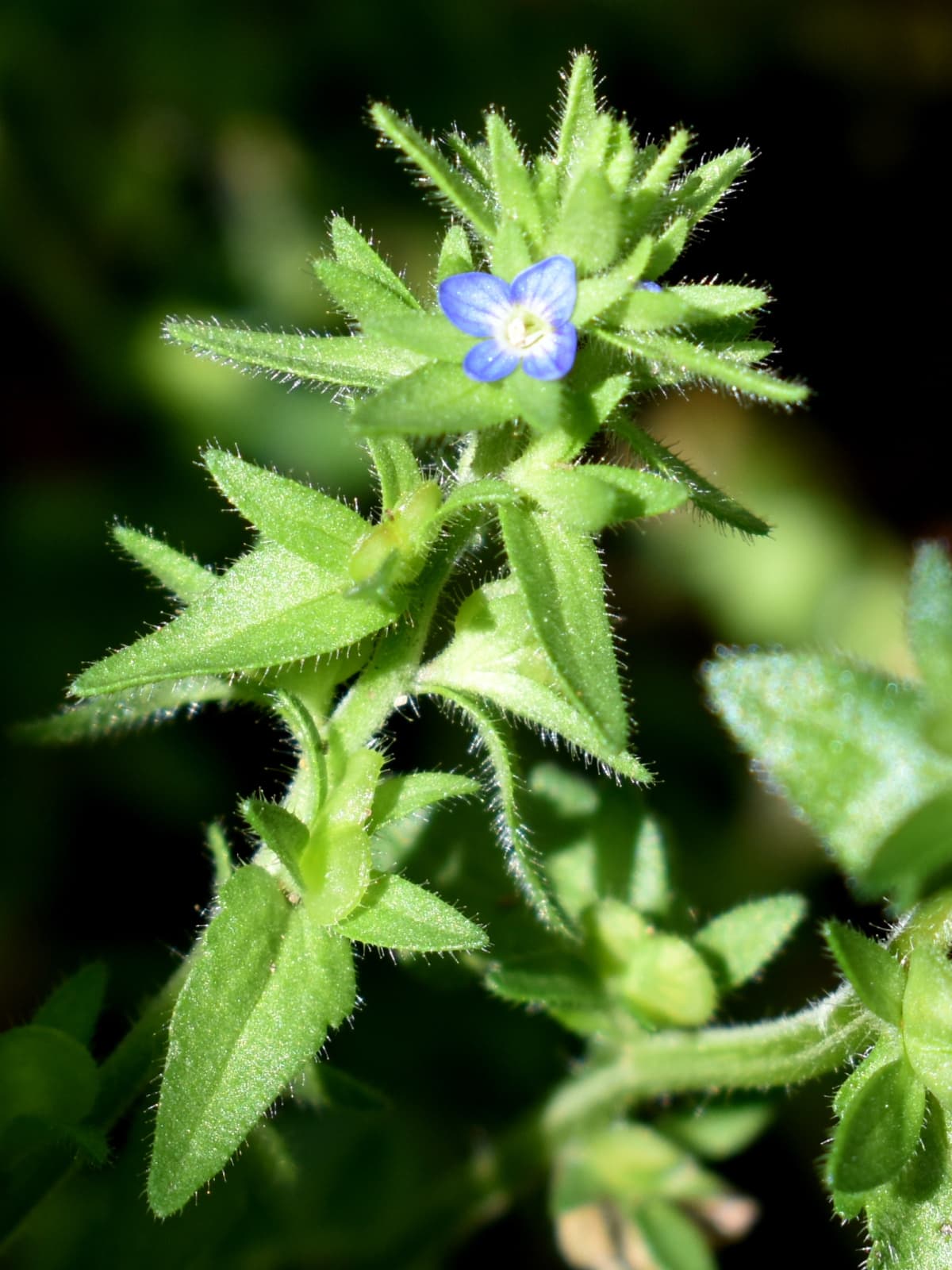 苞に包まれるタチイヌノフグリの花202004-1