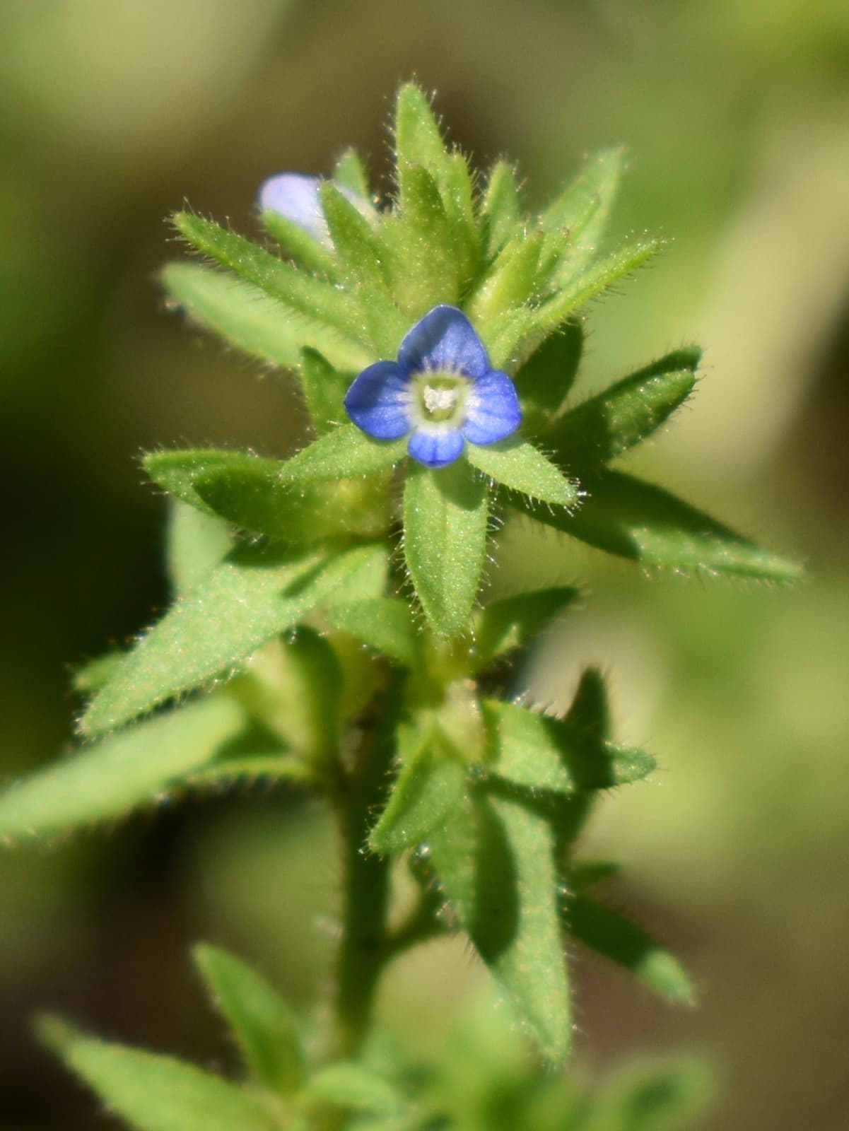 苞に包まれるタチイヌノフグリの花202004-2