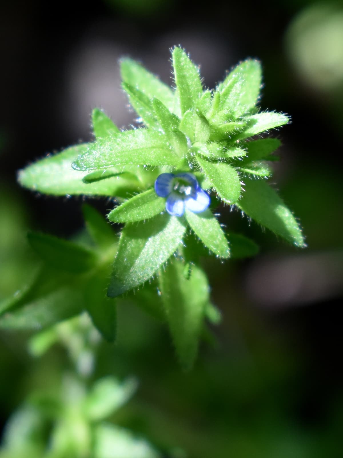 苞に包まれるタチイヌノフグリの花202004-3