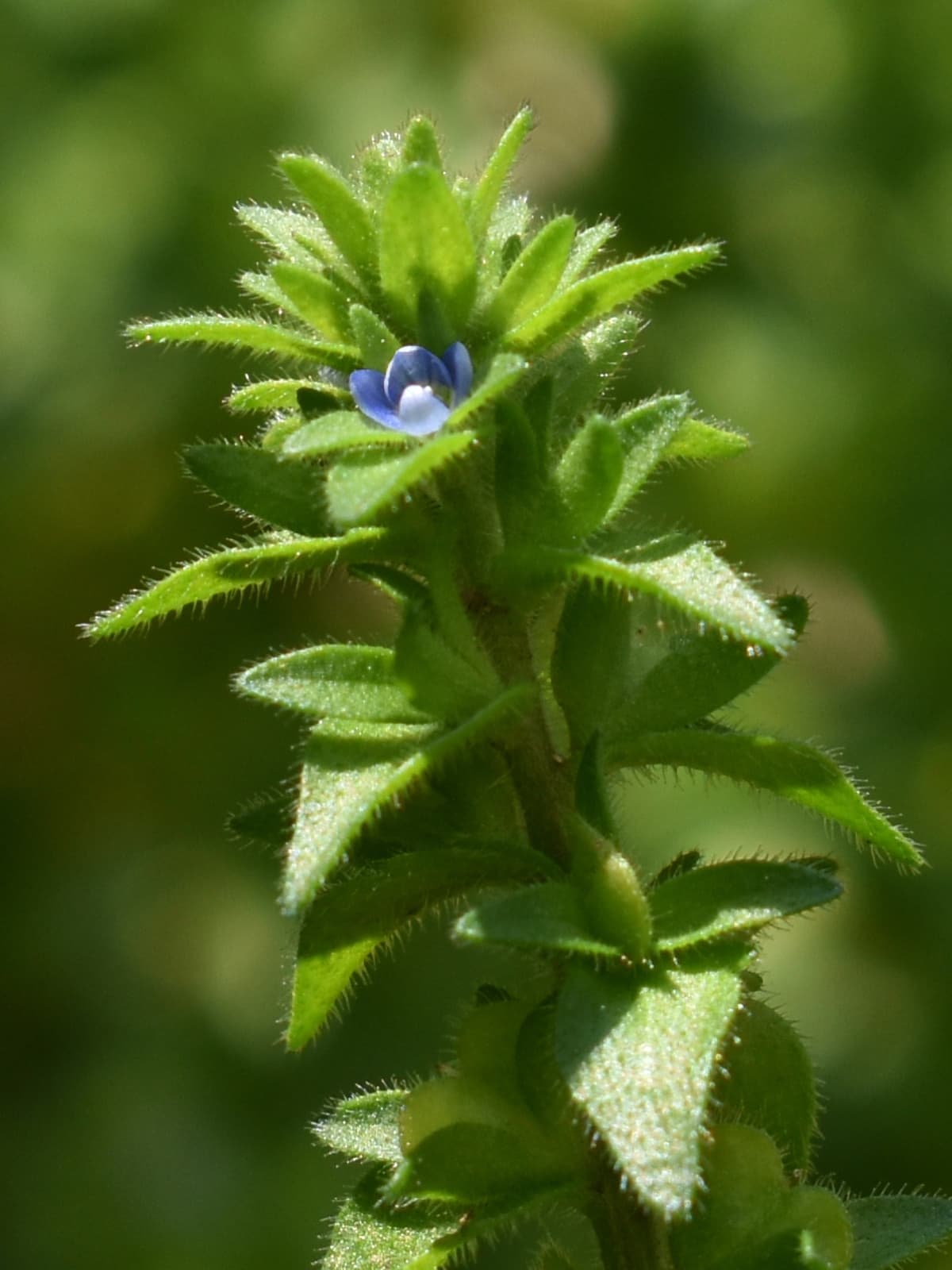 苞に包まれるタチイヌノフグリの花202004-4