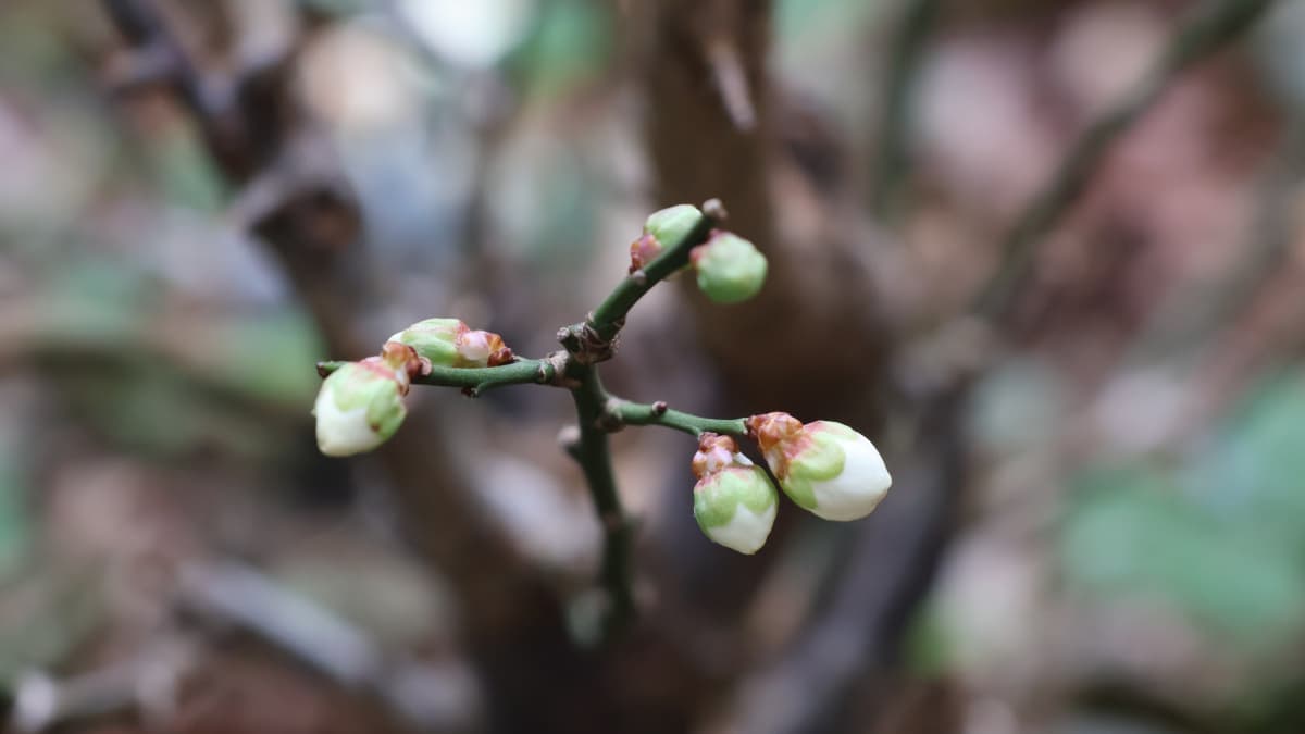 梅の蕾膨らむ202401-1