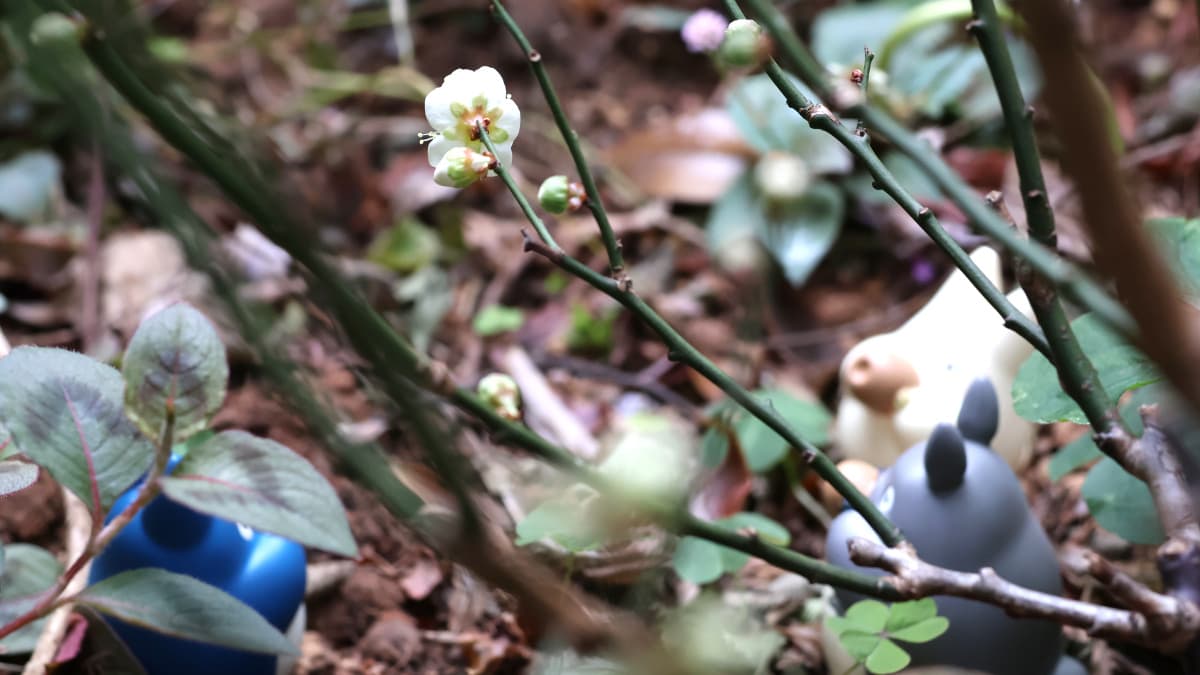 大寒に咲く一輪の梅202401-2