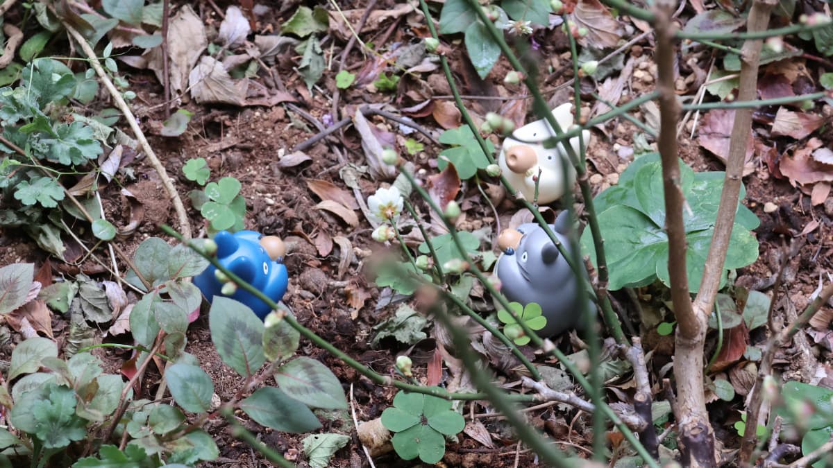 「探梅トトロ」梅見酒202401-3