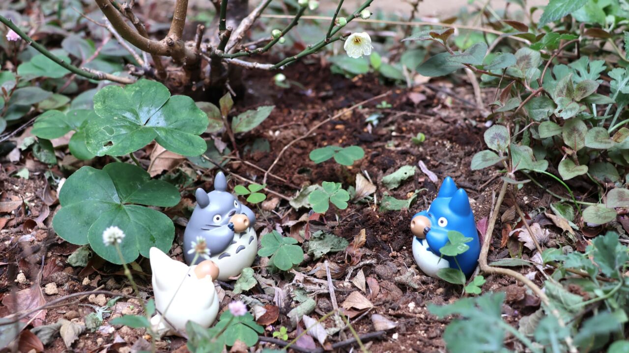 「探梅トトロ」梅見酒202401-4