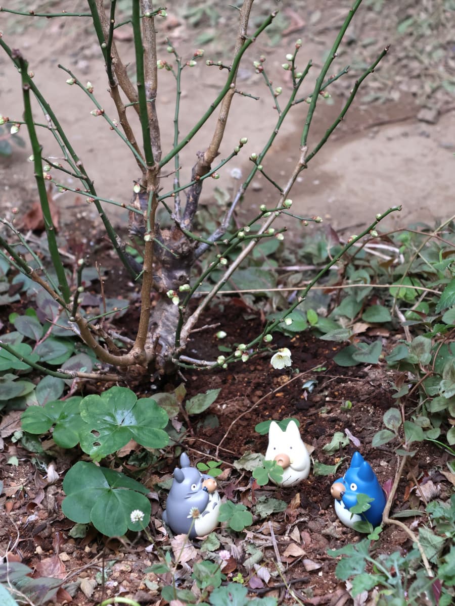 「探梅トトロ」梅見酒全景202401-7