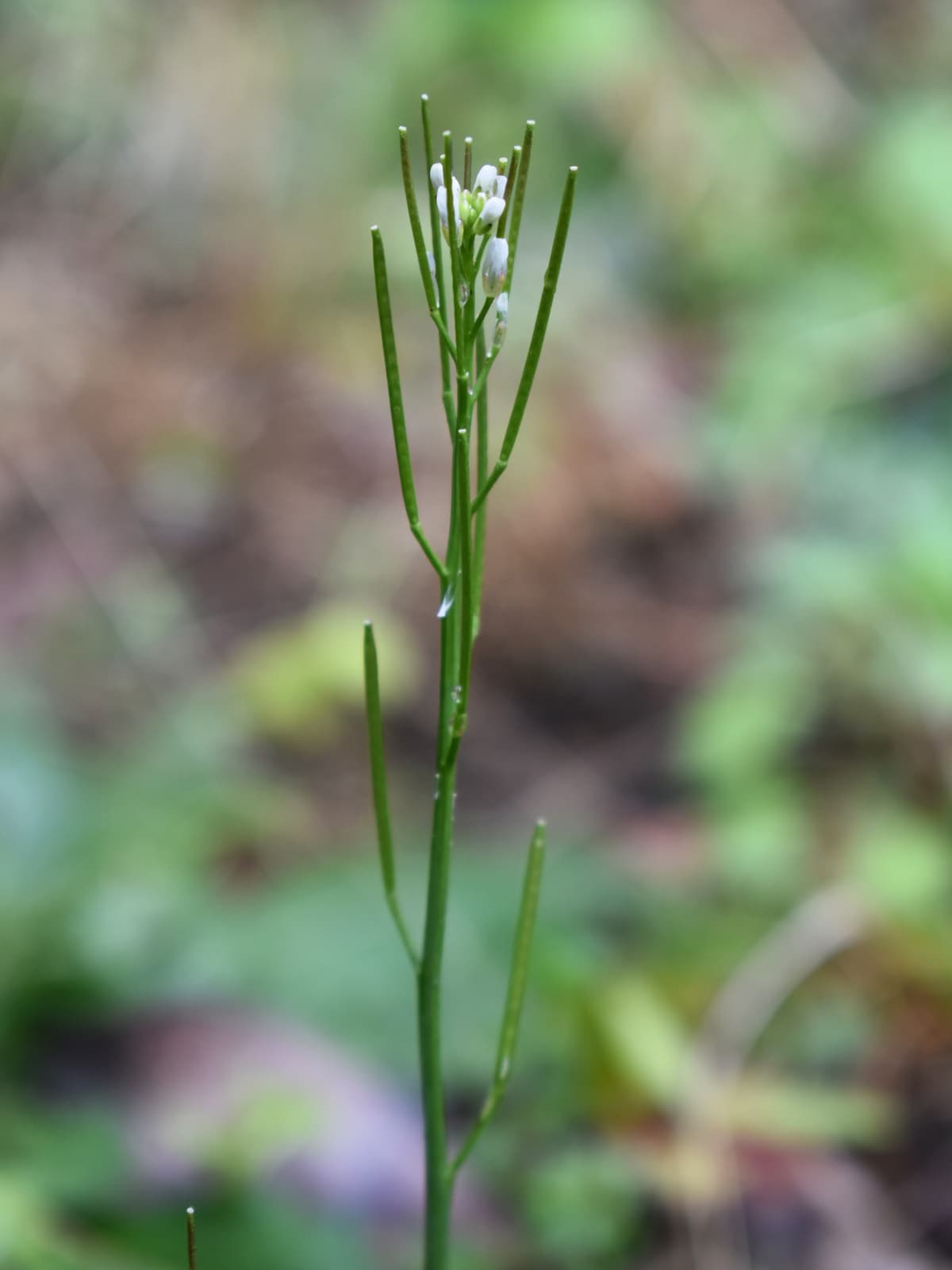 タネツケバナの蕾202003