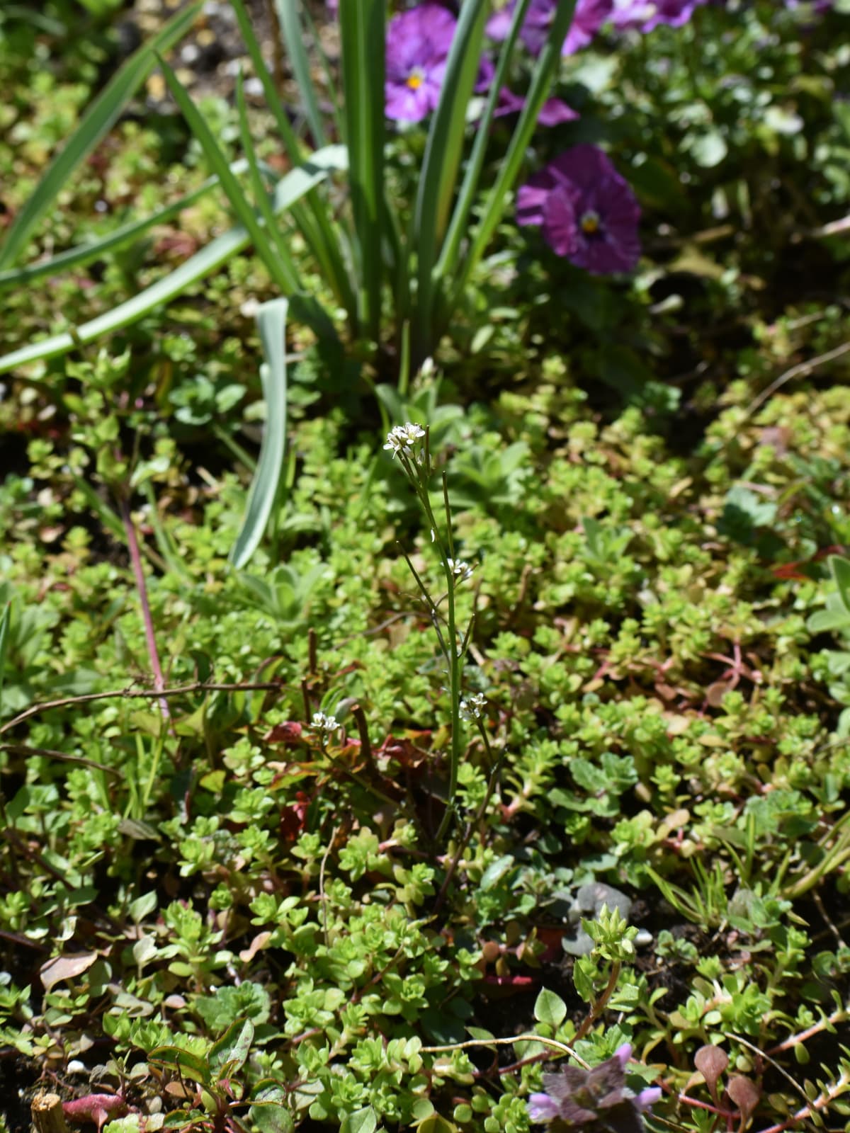 タネツケバナ202003-2