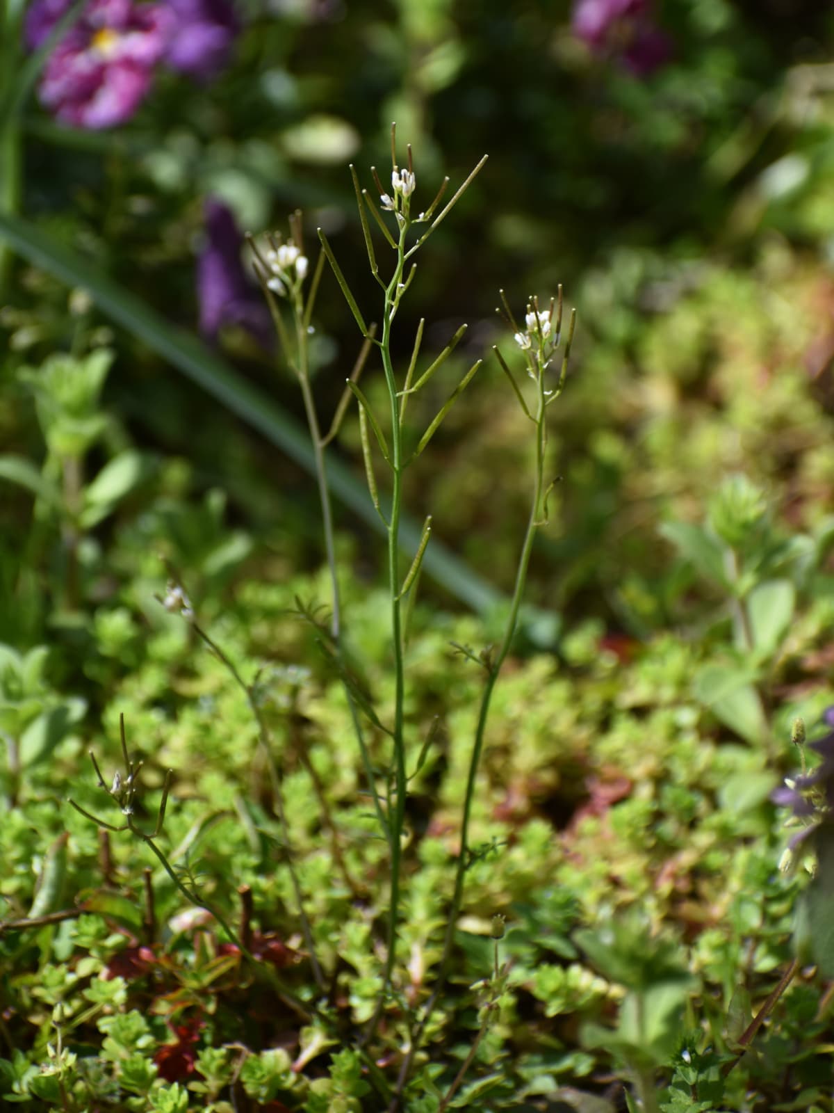 タネツケバナ202003-3