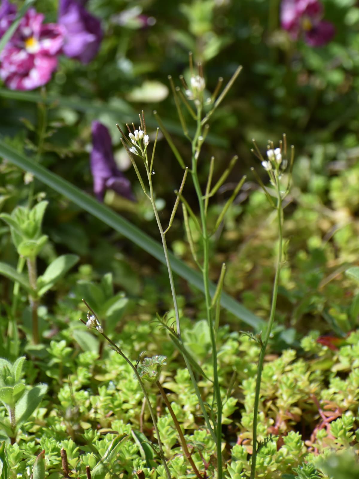 タネツケバナ202003-4