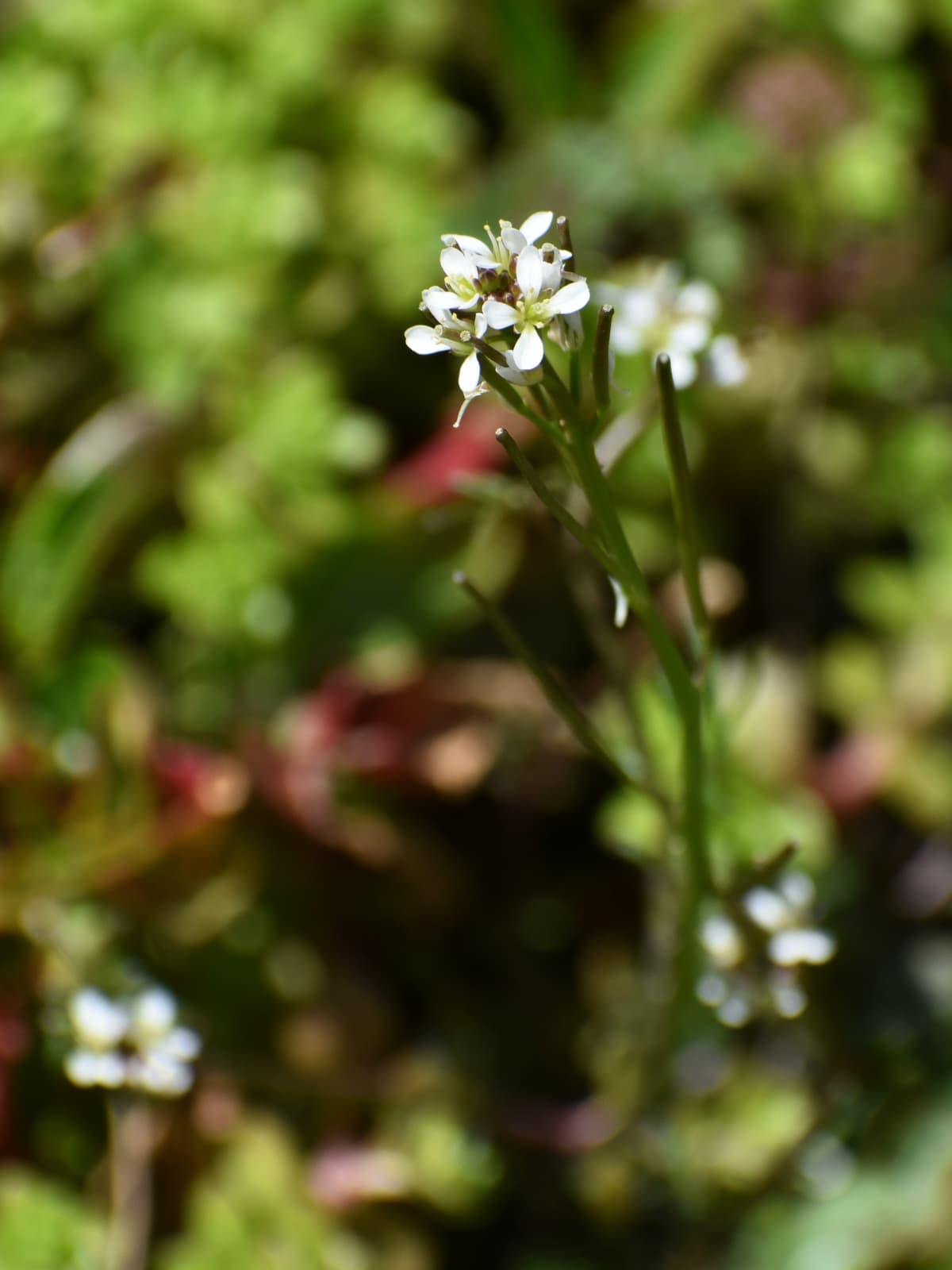 タネツケバナの花202003-1