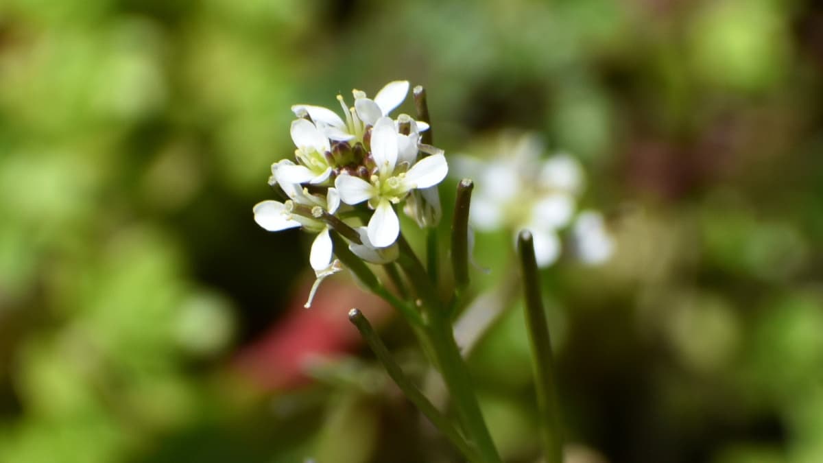 タネツケバナの花202003（キャッチ画像）