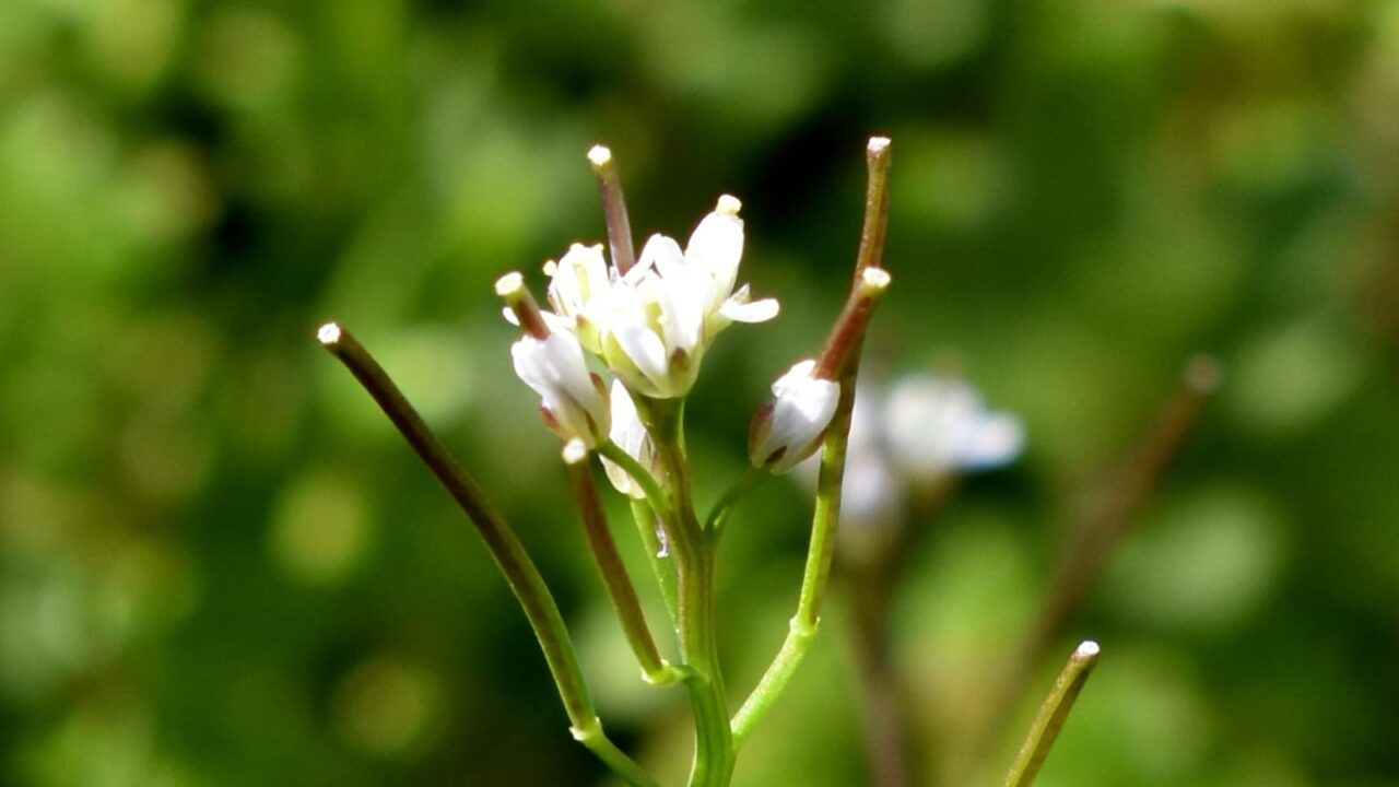 タネツケバナの花202003-3