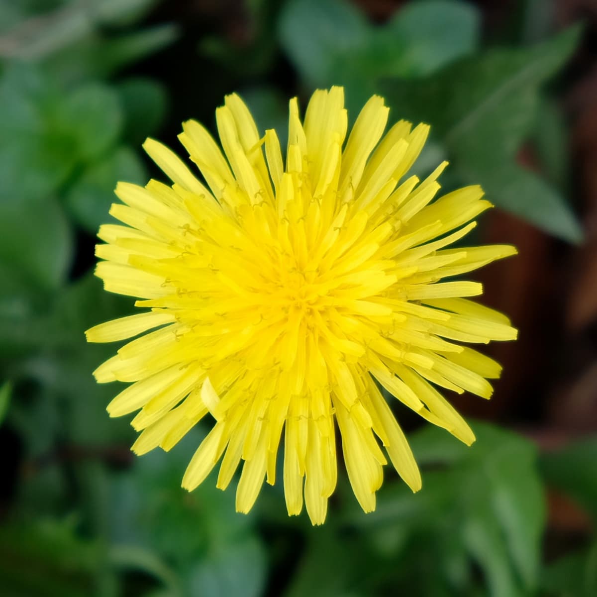 太陽のようなタンポポの花201904