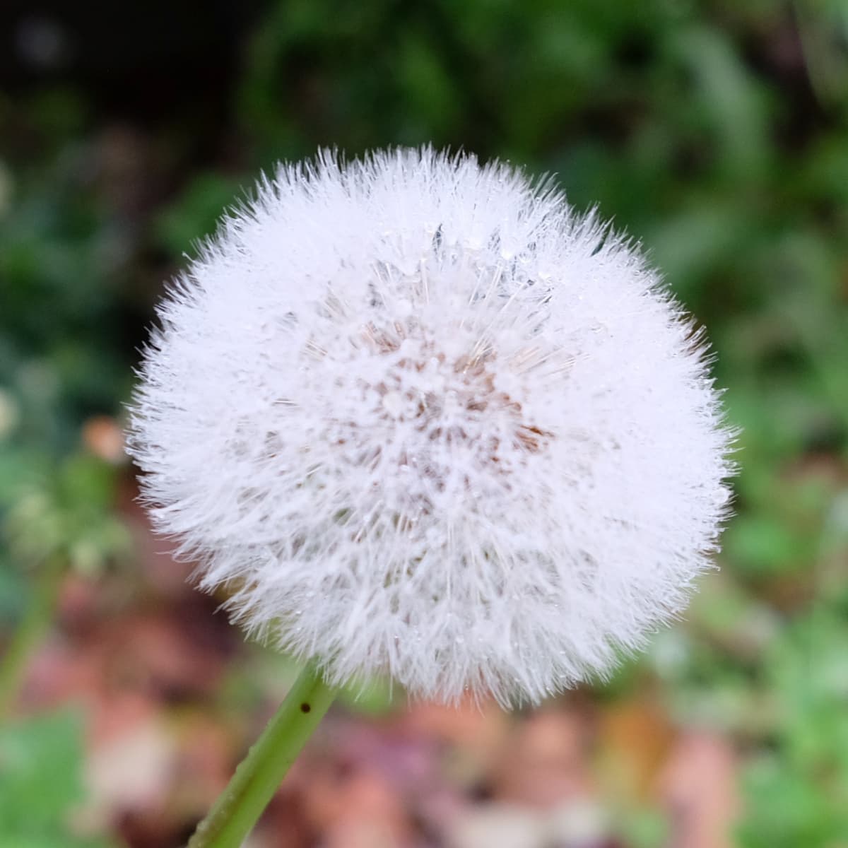 お月様のようなタンポポの綿毛201904
