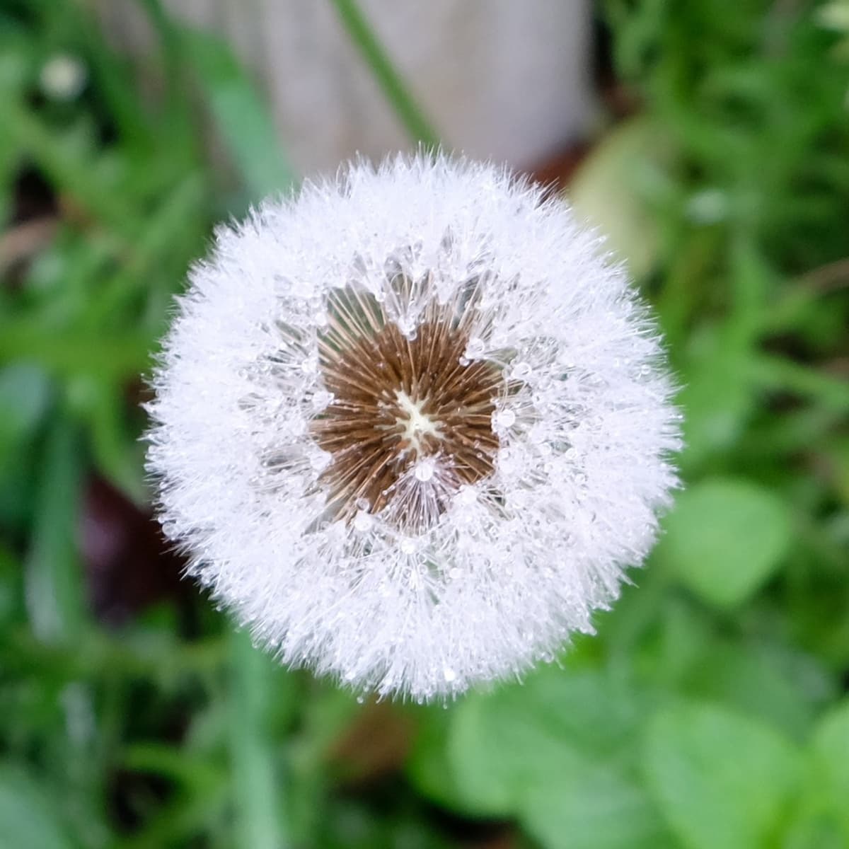 タンポポの綿毛の中に水玉201904