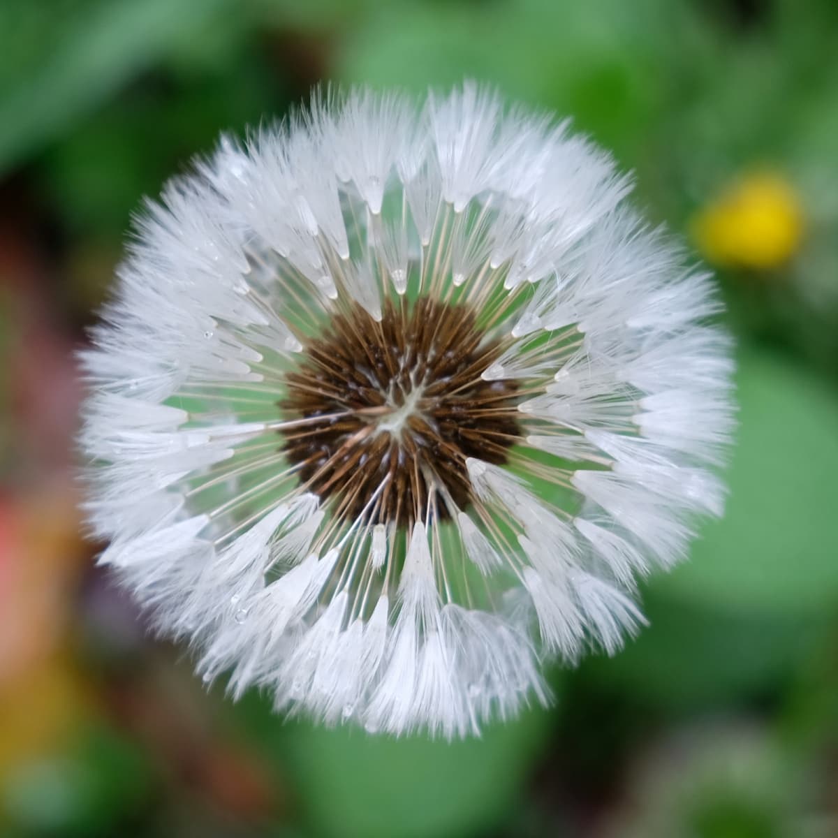 ビッグバンのようなタンポポの綿毛201904