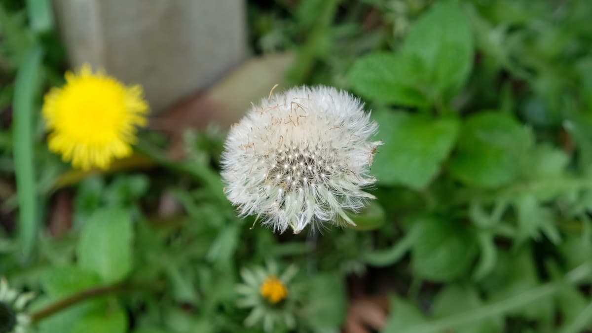 タンポポ20190423