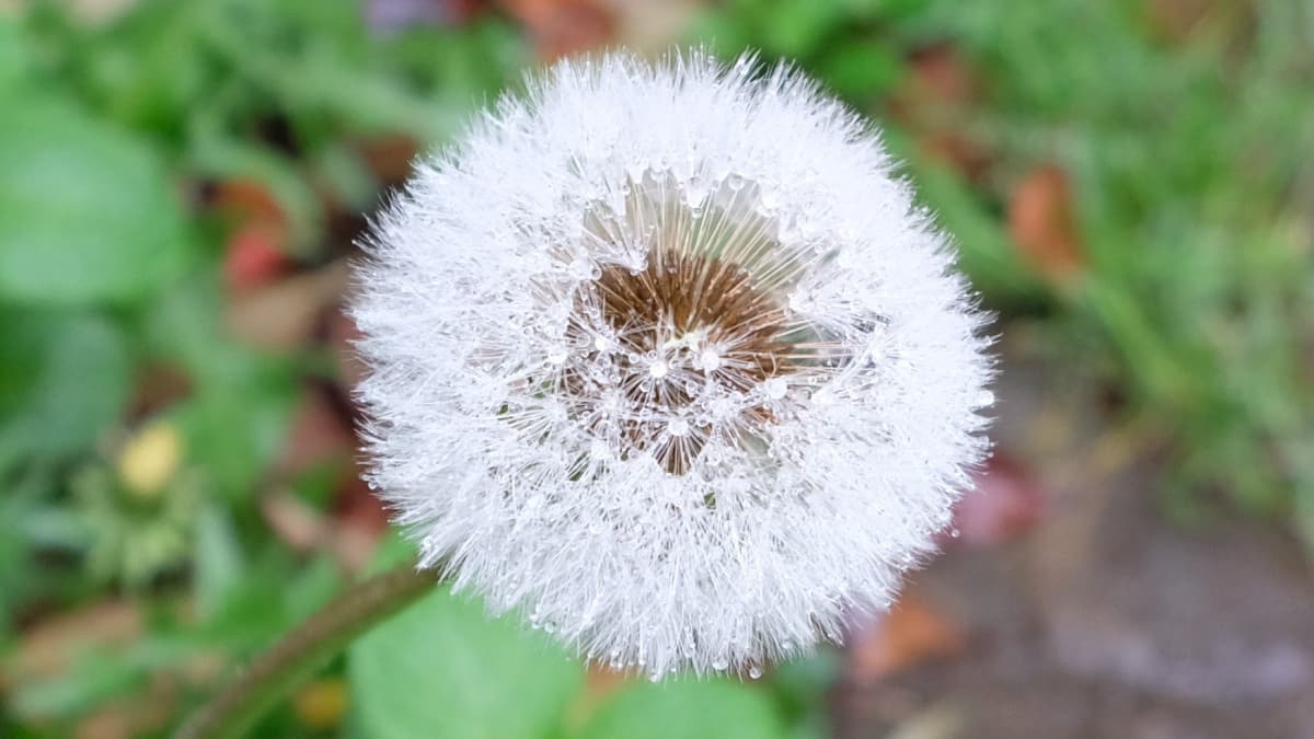 タンポポ201904（キャッチ画像）