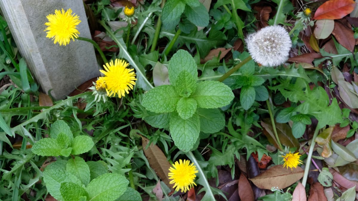 タンポポ20190428