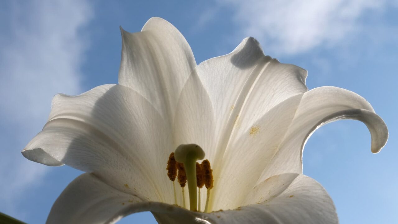 青空に吹き上げる噴水のごとき百合の花弁201806