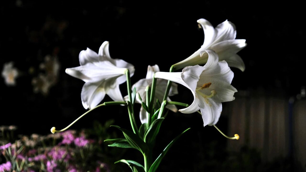 夜に光る鉄砲百合の白い花弁201806-2