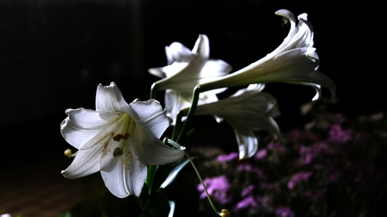 夜に透き通る鉄砲百合の白い花弁201806-3