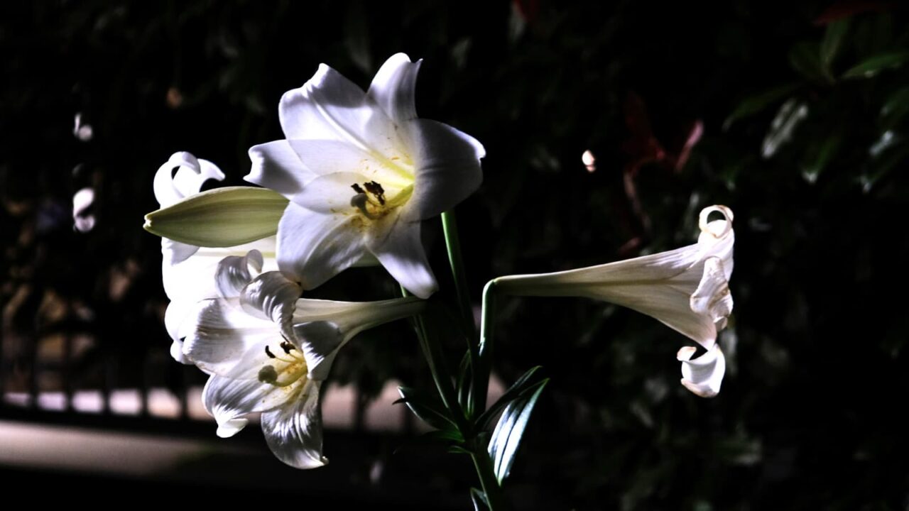 夜に光る鉄砲百合の白い花弁201806-5