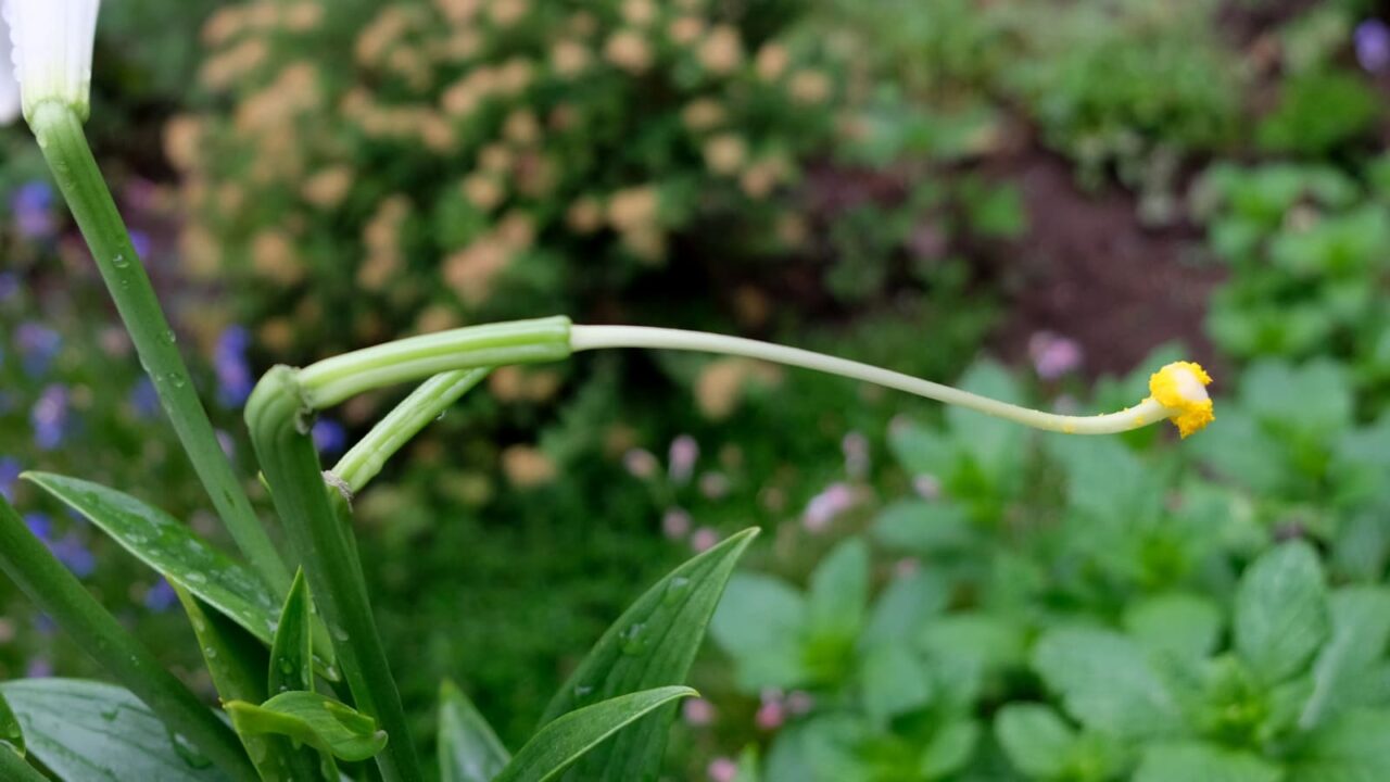 鉄砲百合２-201806花が落ちてむき出しになった雌蕊