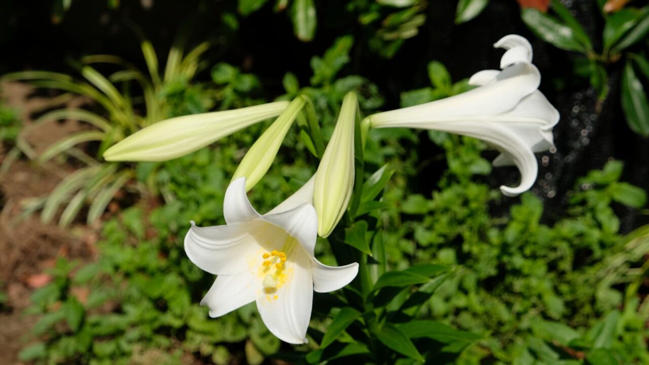 鉄砲百合20180605(2花開花)