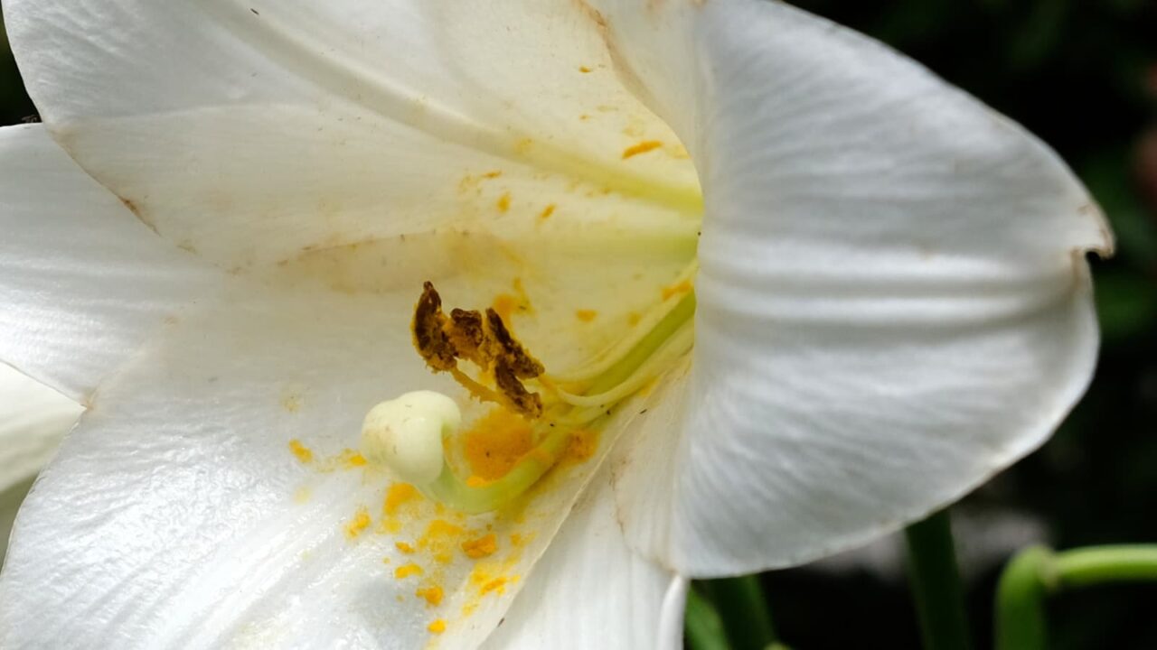 鉄砲百合の蕊20180612(花粉を飛ばし切った雄蕊)