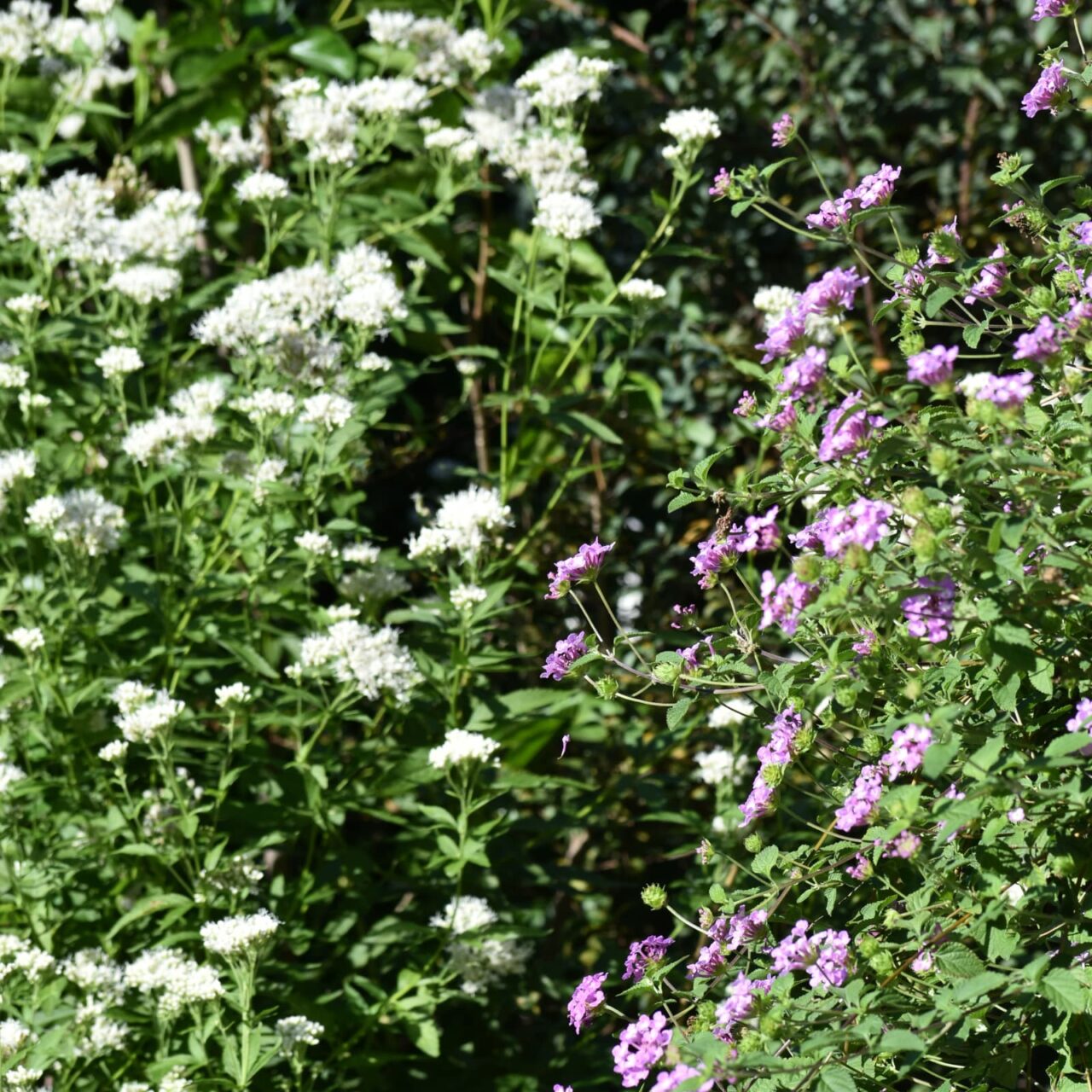 藤袴とコバノランタナ2022秋