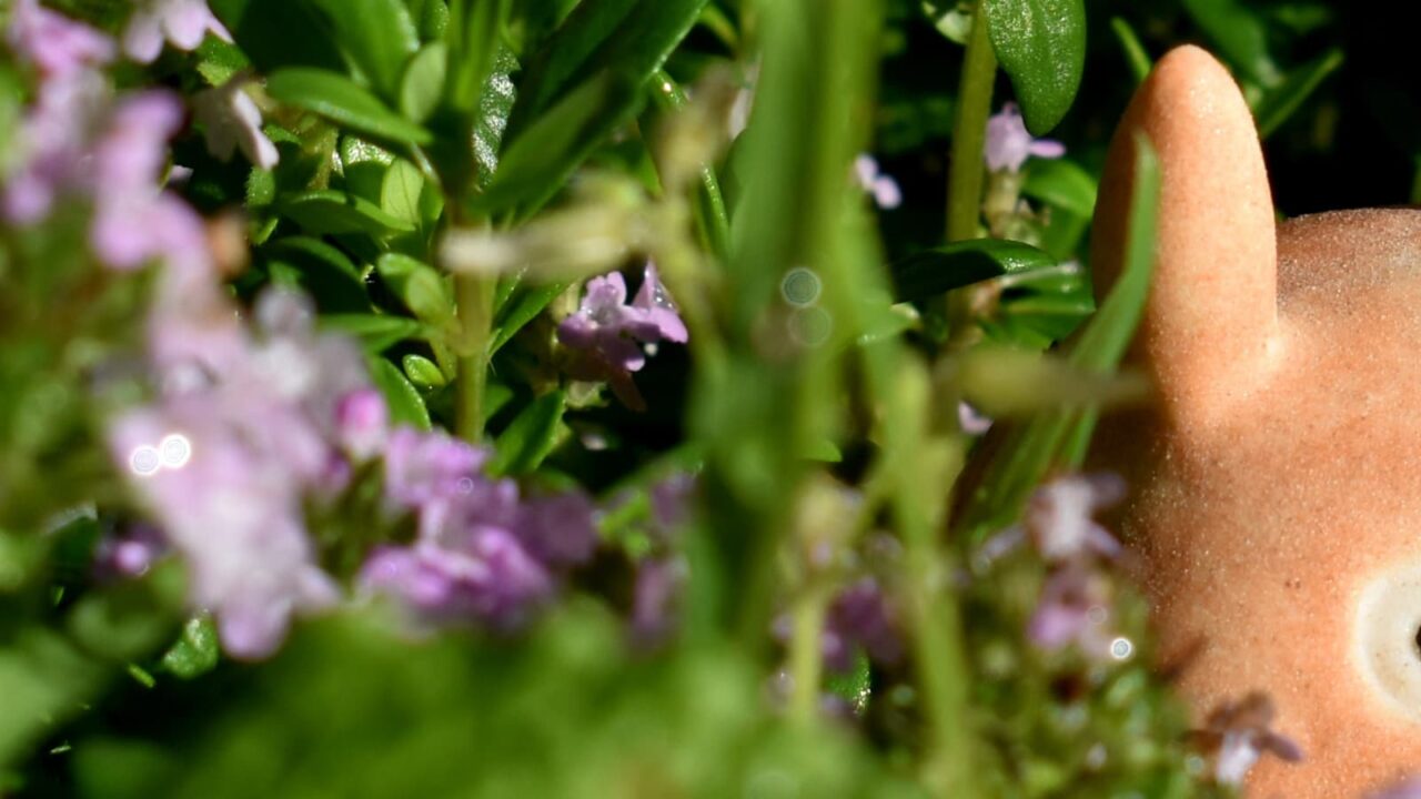 タイムの花森にオーブ202004-1