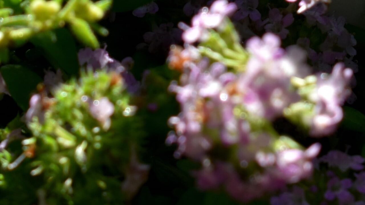 タイムの花森にオーブ202004-2