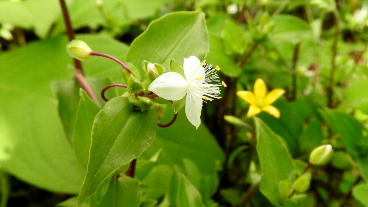 カタバミの黄花と常盤露草の白花20170429
