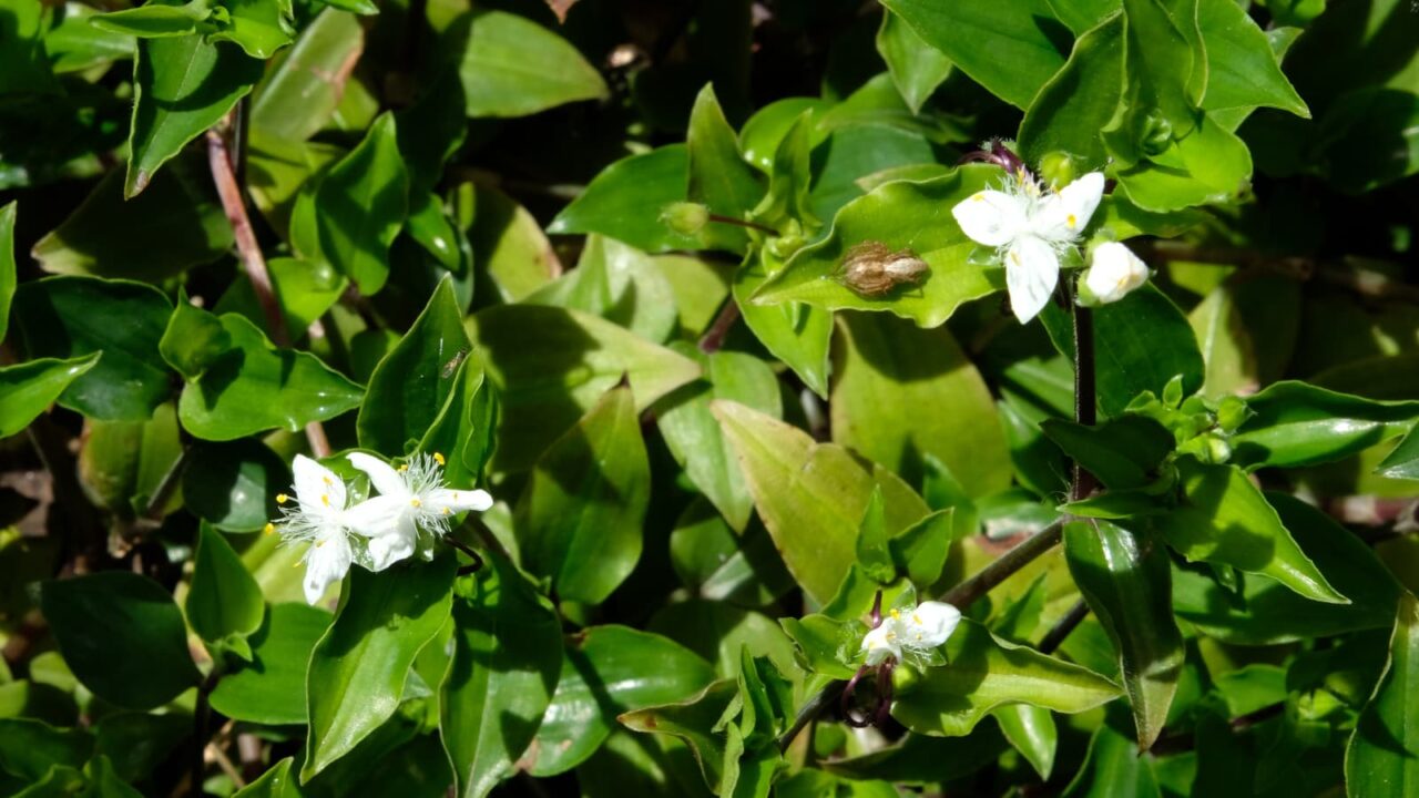 常盤露草の葉で日向ぼっこの蜘蛛20190428
