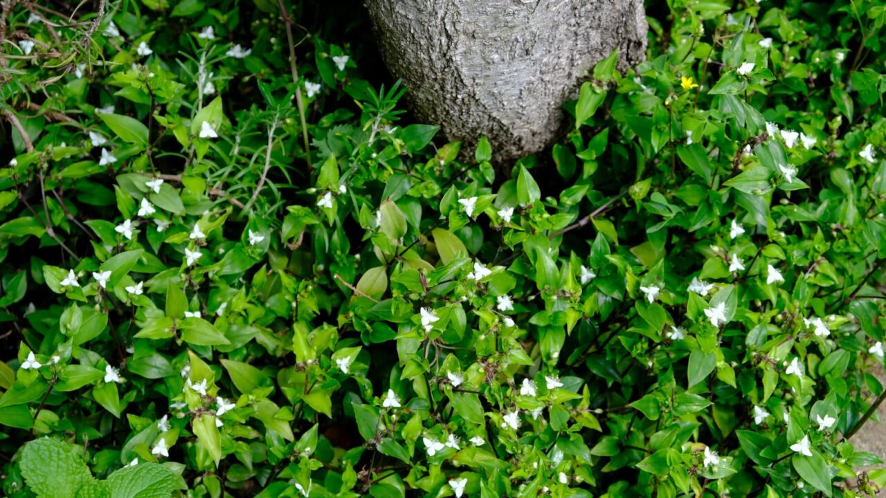木の株元にびっしりと常盤露草20190516