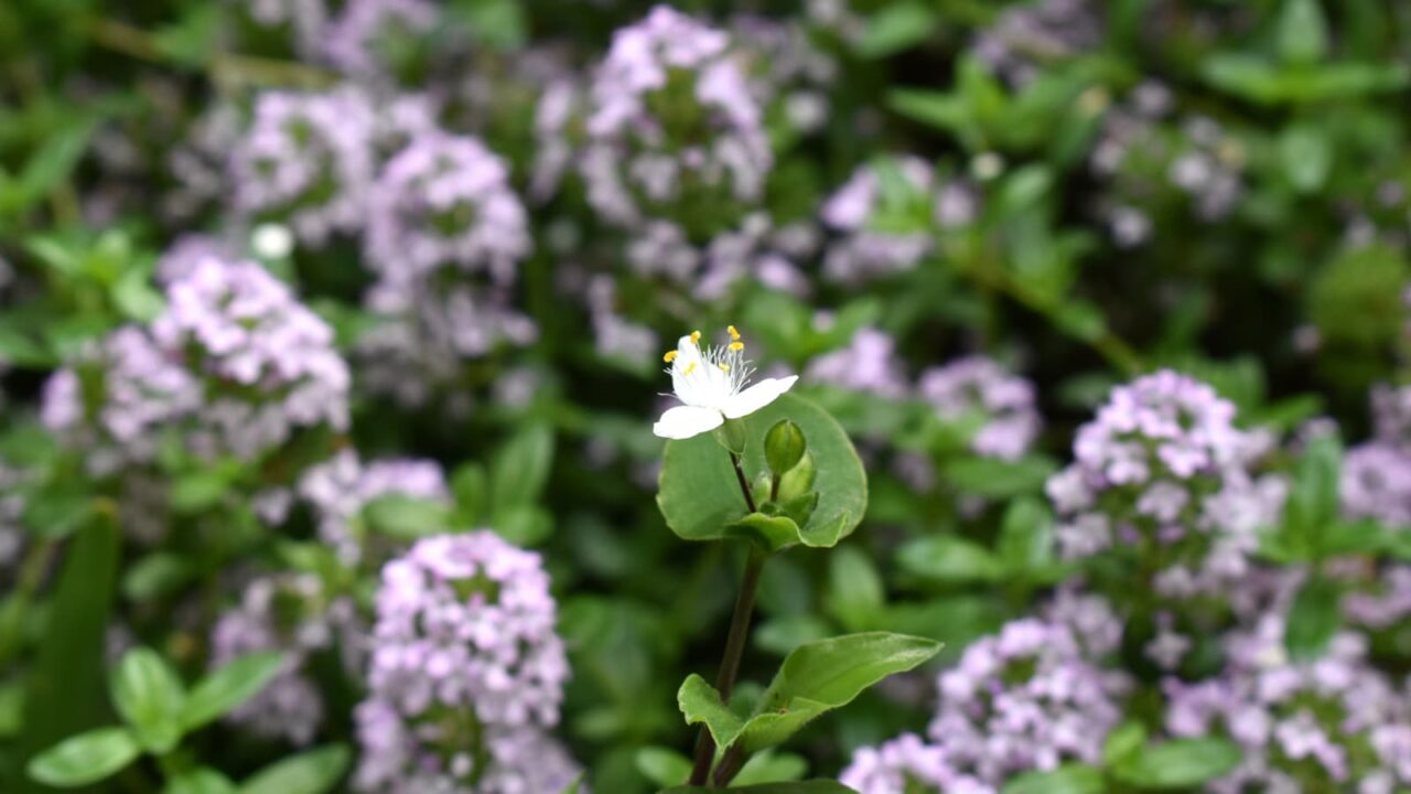 タイムの花畑に常盤露草一輪20200505