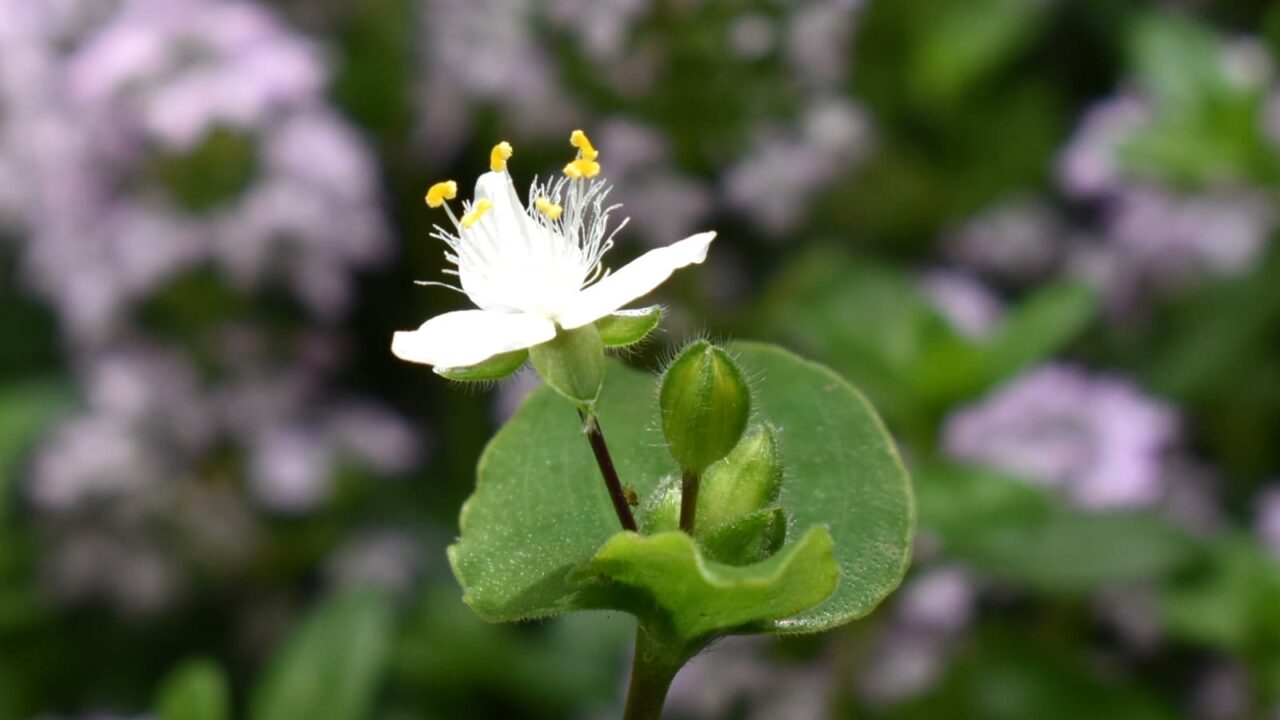 タイムのピンク花畑に真っ白な常盤露草一輪20200505