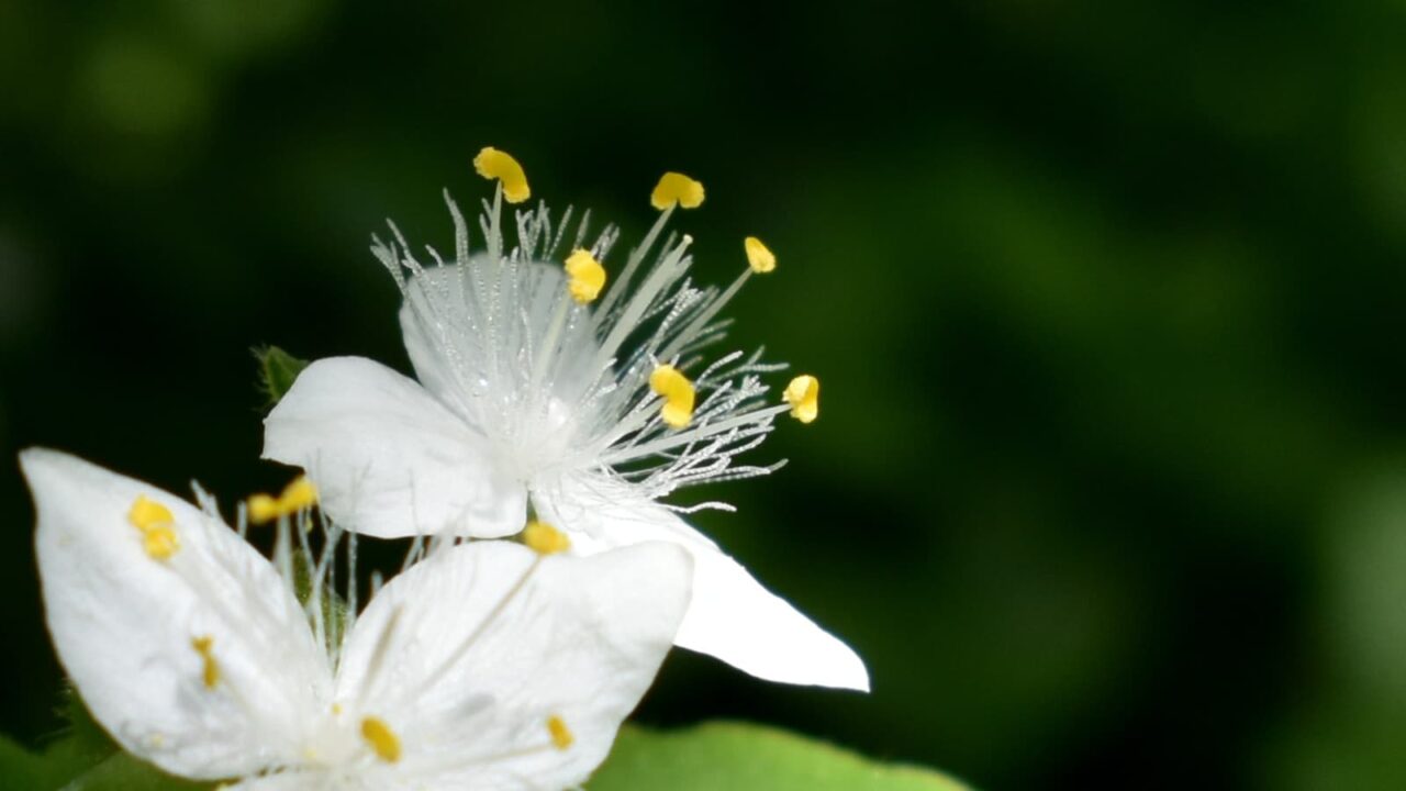 純白の常盤露草の花拡大（目立つ雄蕊）20200511