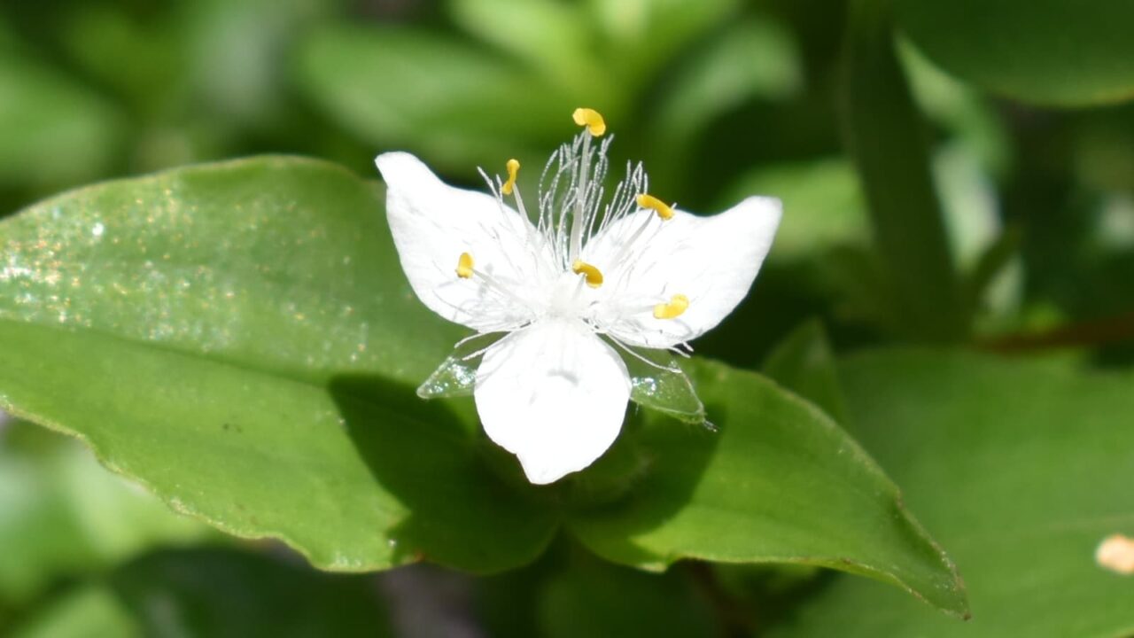 純白の常盤露草の花拡大20200511