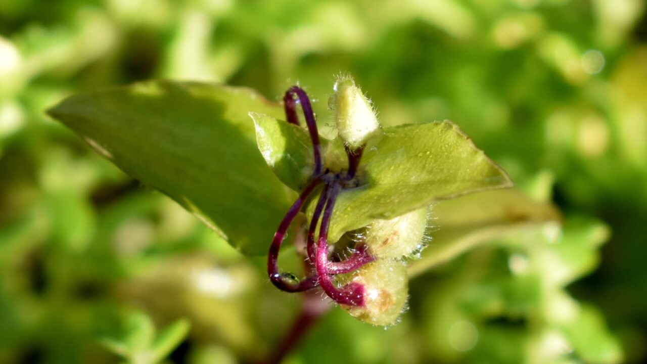 赤紫の花柄がユニークな常盤露草の蕾20200602