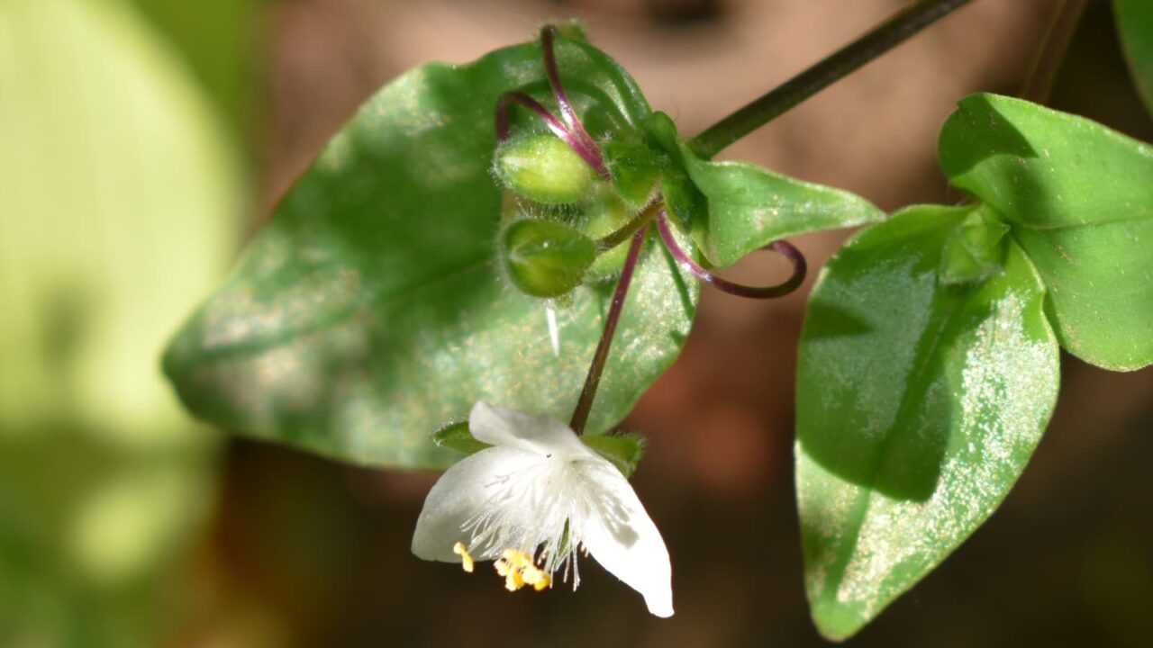 下弦の月のような常盤露草の花2020514