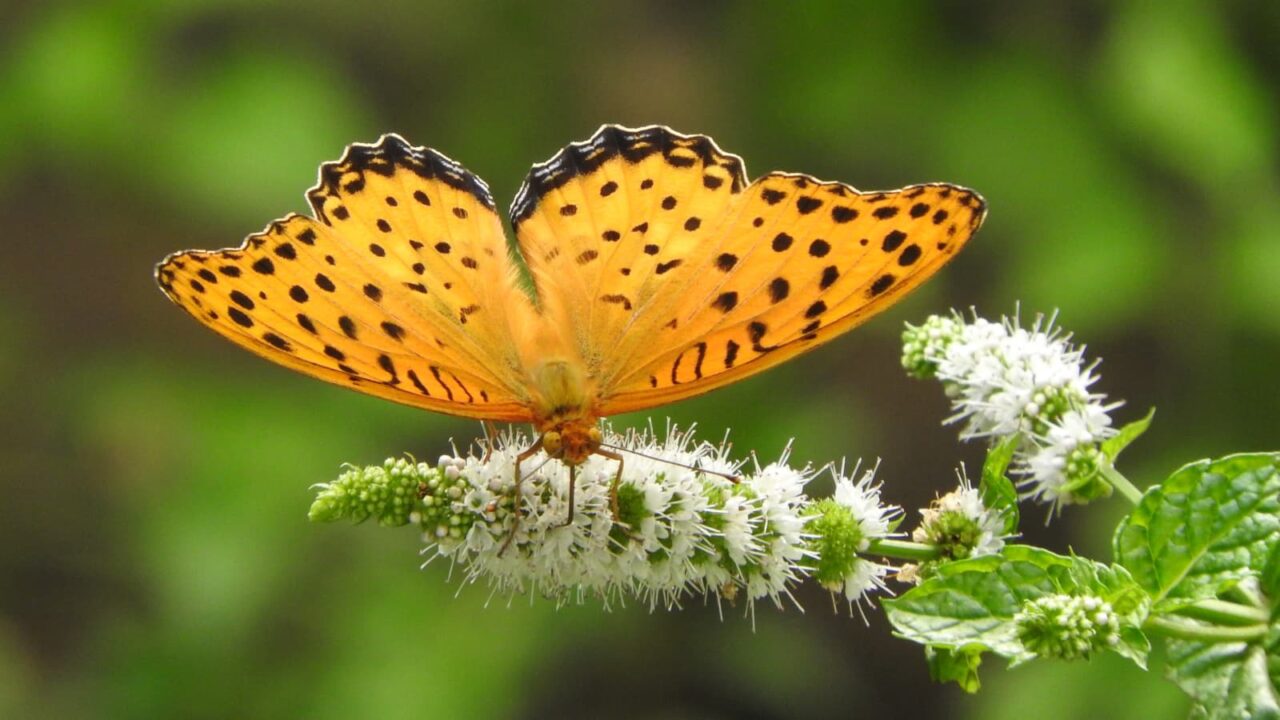 スペアミント吸蜜中の巣マグロヒョウモン(雄)201708-22