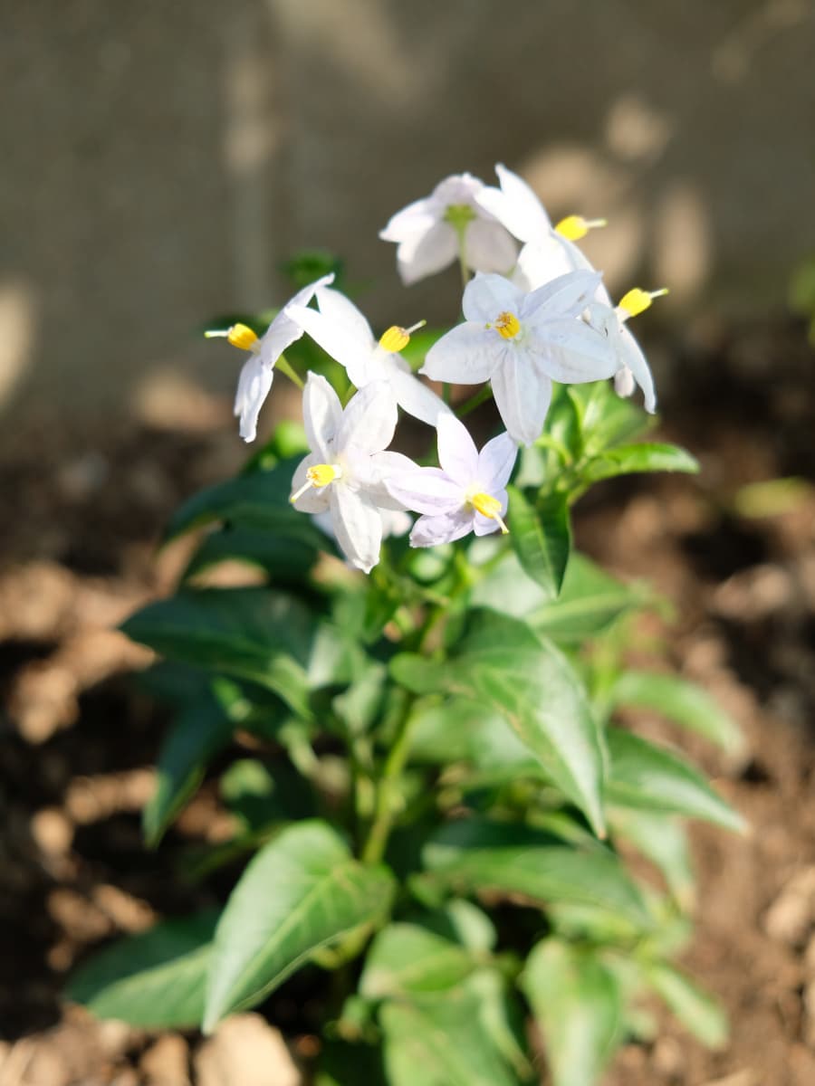 ツルハナナスの苗20180609