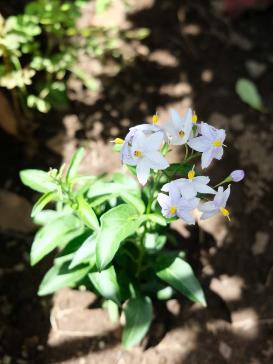 ツルハナナスの苗20180808