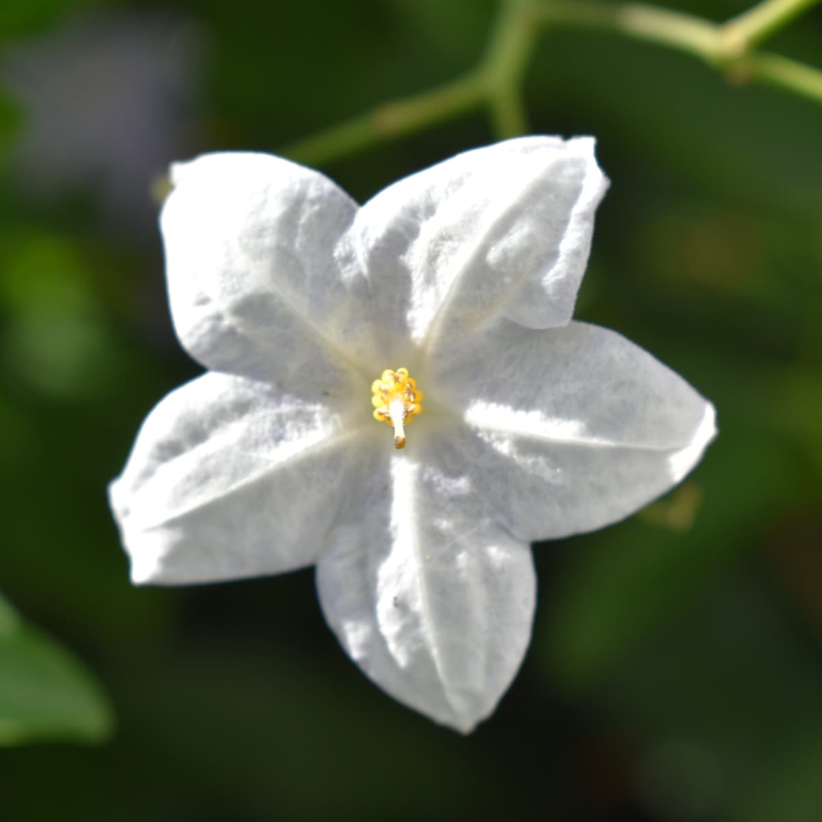 緑の中のツルハナナスの花房2019-1