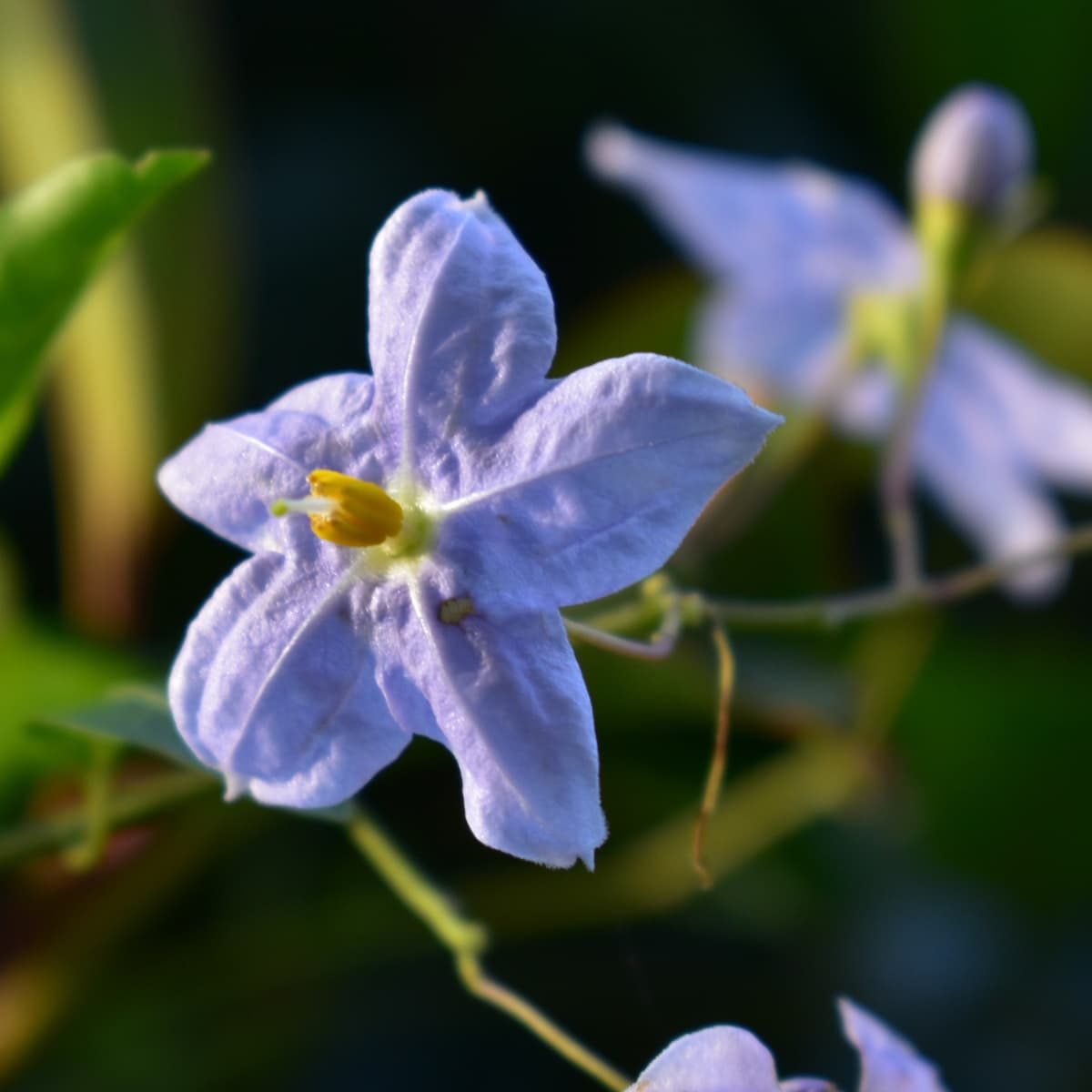 緑の中のツルハナナスの花房2019-2